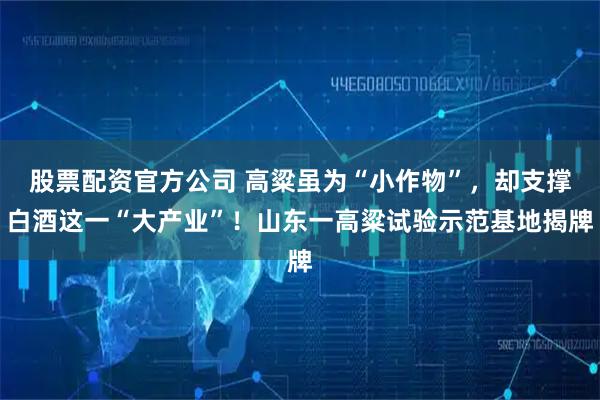 股票配资官方公司 高粱虽为“小作物”，却支撑白酒这一“大产业”！山东一高粱试验示范基地揭牌
